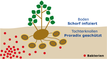 Boden Schorf infiziert, Tochterknollen Proradix geschützt